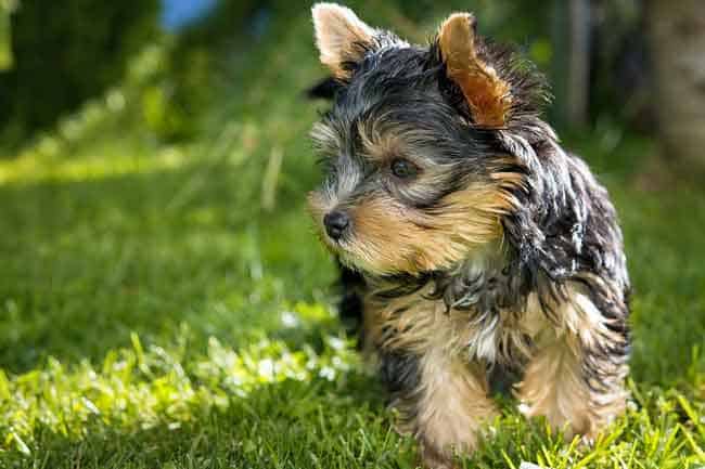 Yorkshire terrier shedding