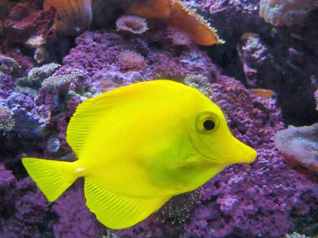 Bubbles from Finding Nemo is a Yellow Tang fish