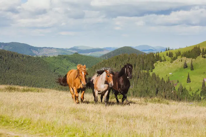 horse travel speed